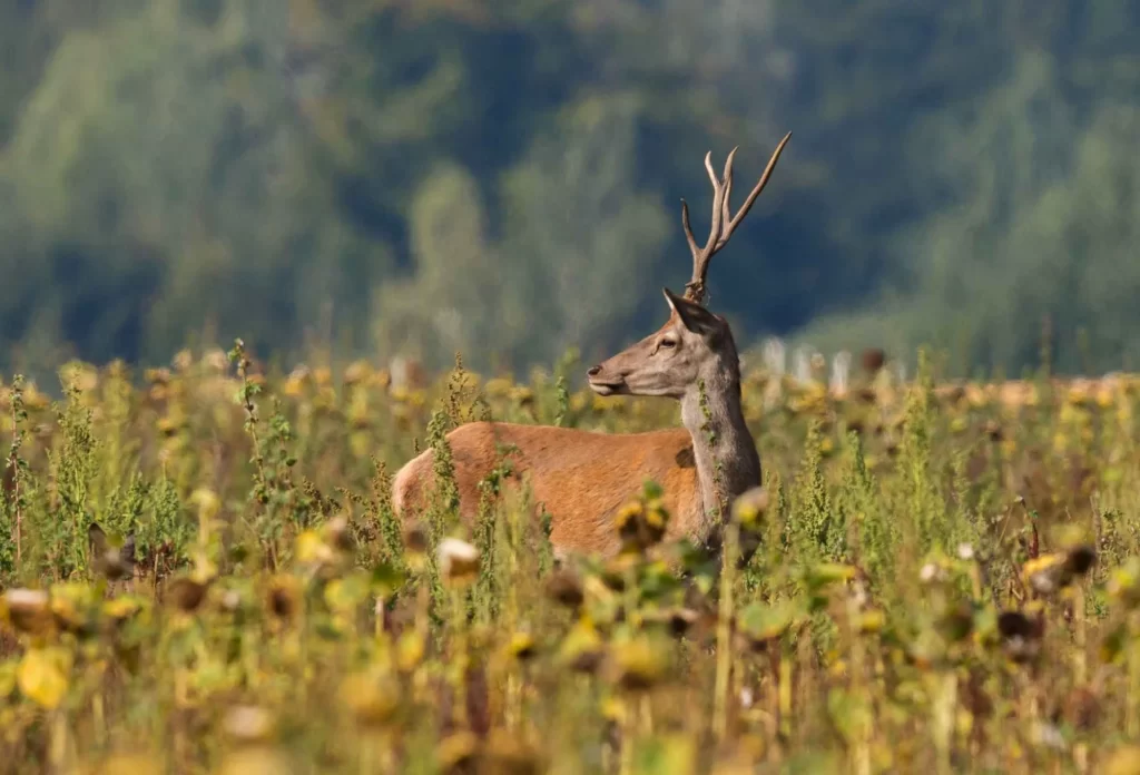 Deer Eat Mums