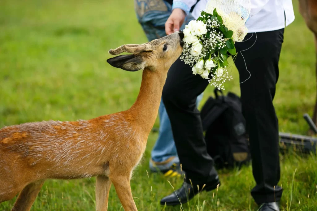 Deer Eat Zinnias