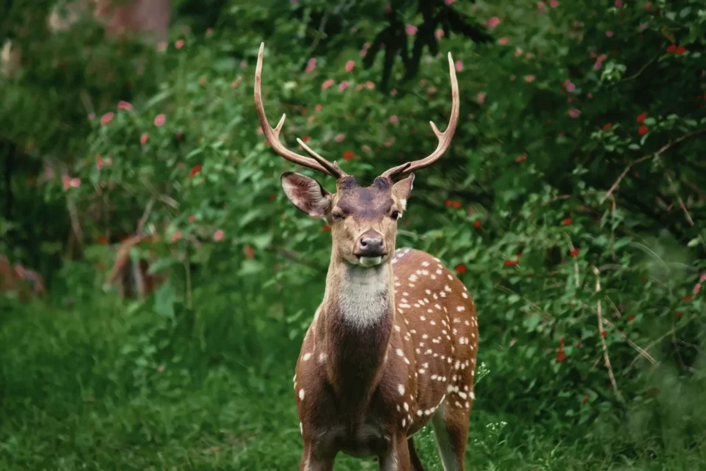 Do Deer Eat Begonias